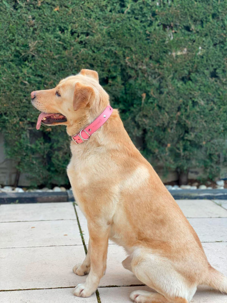 Collar perro tuynec rosa en perro golden